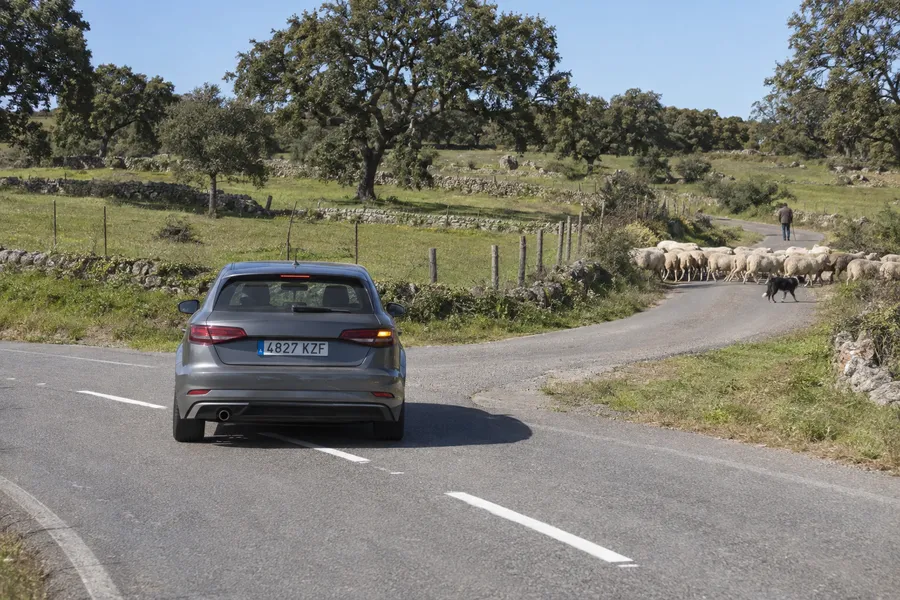Un coche espera para girar a la derecha mientras un rebaño de ovejas cruza la carretera
